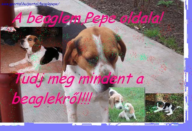 A beaglem,Pepe oldala!